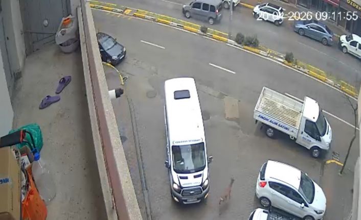 Karaca Giresun’un Görele ilçesinde şehir merkezine indi: iki araca çarptı, gözden kayboldu