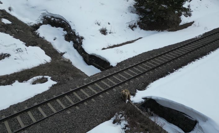 Kars’ta drone ile karşılaşan boz ayı kamerada: Merak, tedirginlik ve kaçış