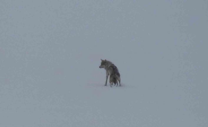 Kars’ta karla kaplı arazide yalnız kurt: Kamerayı fark edince gözden kayboldu