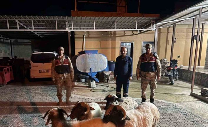 Kilis’te kayıp küçükbaş hayvanlar bulundu