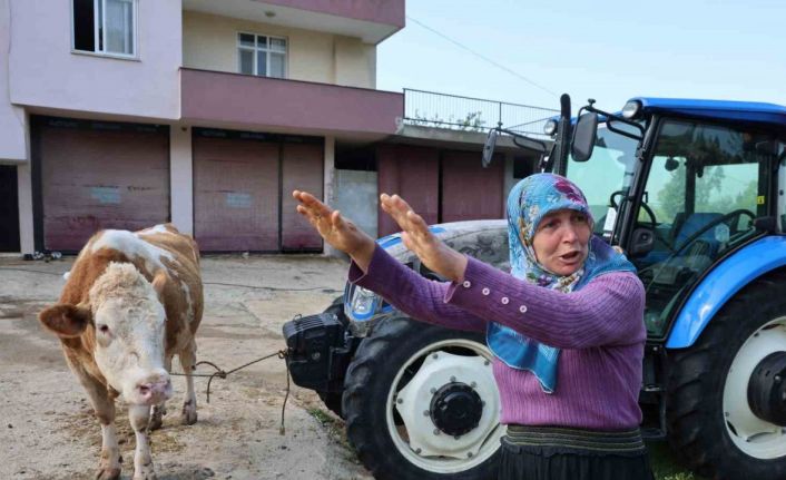 Kozan’daki selde hayvanları telef olan kadın: "Bir anda sel geldi, ahırın üstünü aştı"