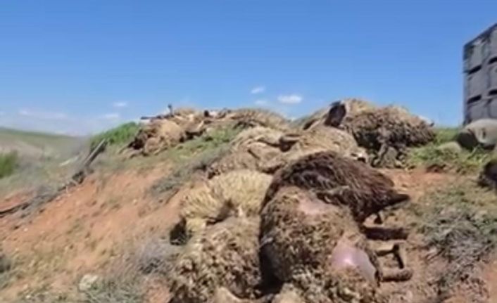 Malatya’da küçükbaş hayvan yüklü tır devrildi: 2 kişi yaralandı, 80 koyun telef oldu