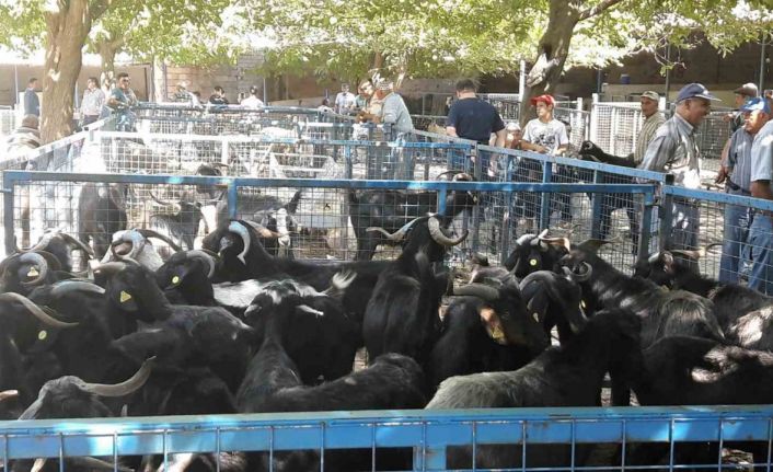 Muğla’da şap hastalığı kontrol altına alındı, Bayır Hayvan Pazarı açılıyor
