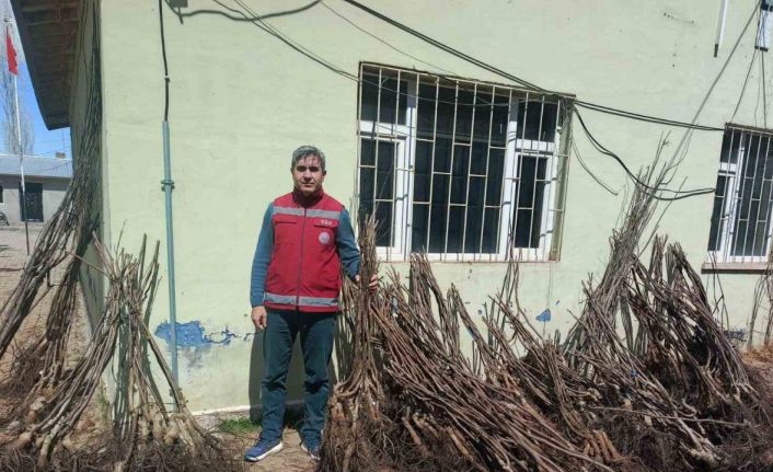 Muradiye’de yüzde 90 hibeli 50 bin adet meyve fidanı dağıtımı yapıldı