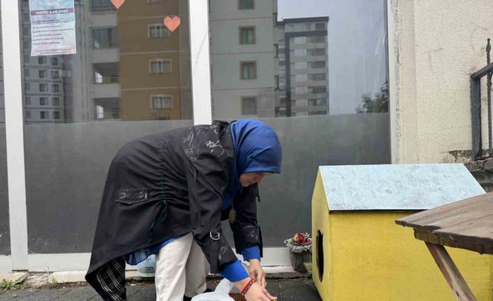 Şehir merkezine inen tilki kimseye aldırış etmeden karnını doyurdu
