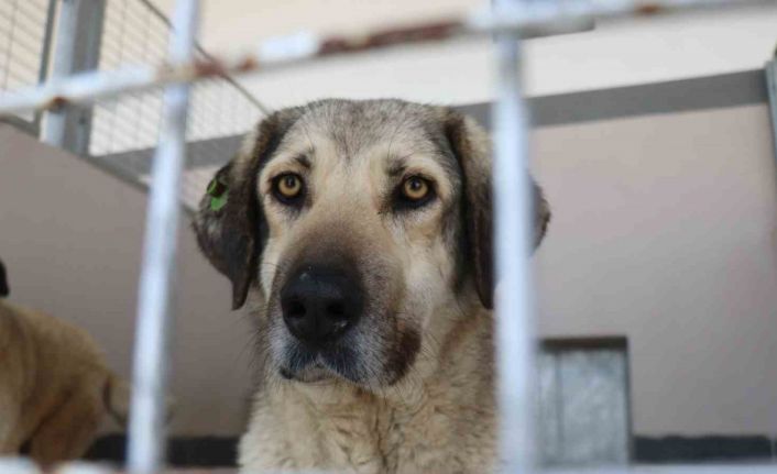 Şikayetler 100’den 20’ye indi: Başiskele’de sokak hayvanı şikayetleri büyük oranda düştü