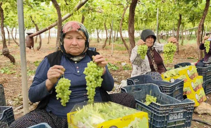 Silifke’de sezonun ilk üzümü hasat edildi, kilosu 600 TL’den ihraç edildi