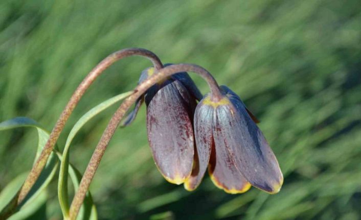 Simav Dağı rengârenk ters lalelere ev sahipliği yapıyor