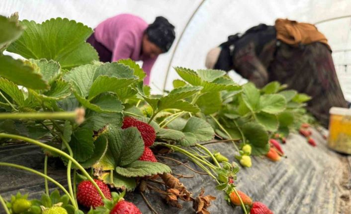 Tarla ile market rafları arasındaki farka üretici bile inanamıyor