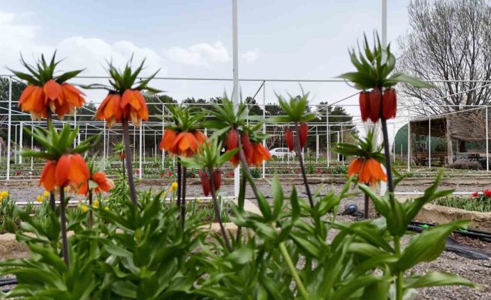 Ters laleyi koparmanın cezası 700 bin lira: Yılda sadece 20 gün yaşıyor