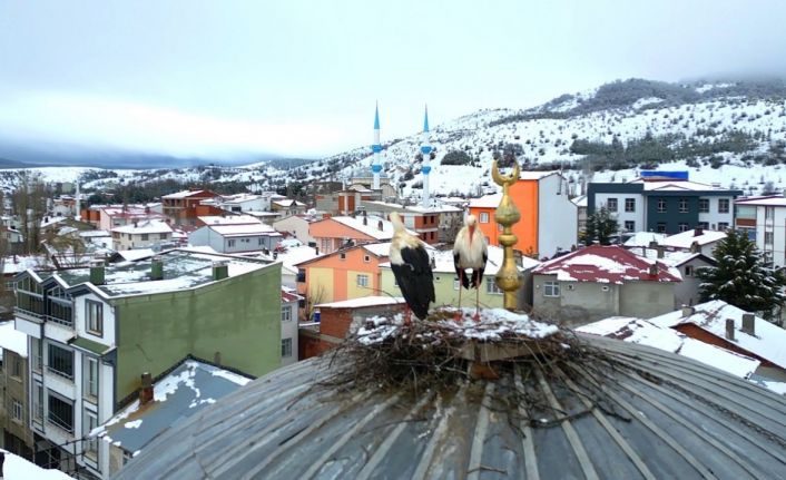 Tokat’ın Başçiftlik ilçesine 25 yıl sonra dönen leylekler, nisan ayında kar altında kaldı