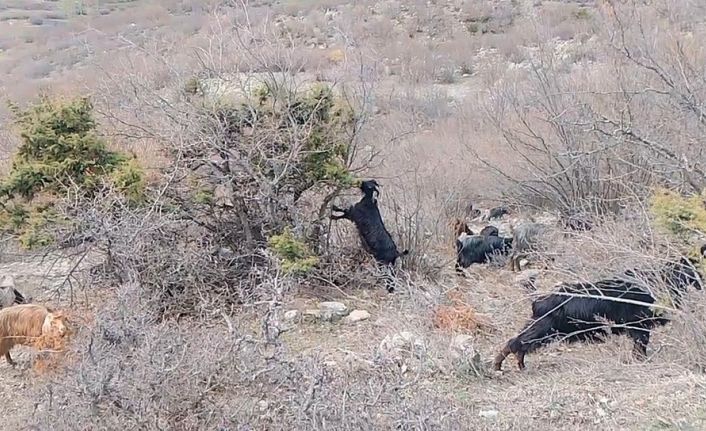 Tokat’ta yaylada kışın ayazında türküleriyle ısınan çoban, baharı da türküyle karşıladı