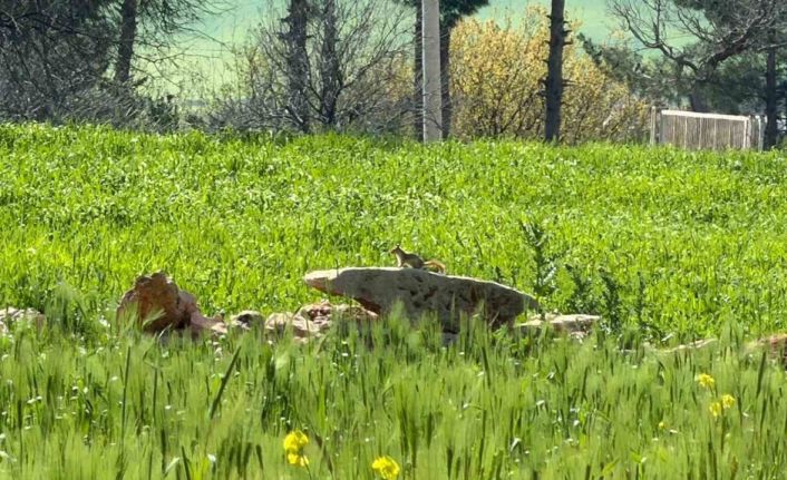 Türkiye’de nesli tehlike altında olan ’kızıl sincap’ çağla yerken görüntülendi