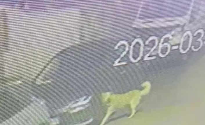Üsküdar’da sokak köpekleri paniğe neden oldu: Başıboş sürünün bir araca zarar verdiği anlar kamerada