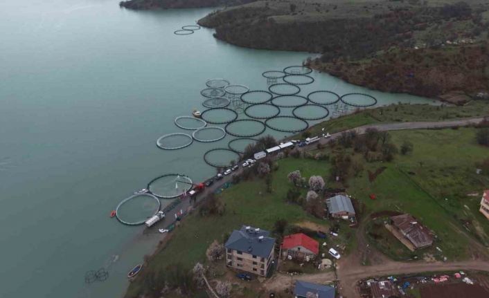 Uzunçayır Baraj Gölü’nde bir ilk: 1 buçuk milyon yavru alabalık su ile buluştu