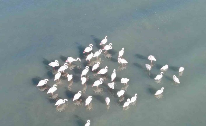 Van Gölü havzasının zarif misafirleri: Allı turnalar Erçek Gölü’ne gelmeye başladı