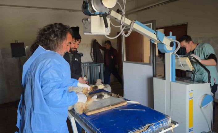 Van’da deprem sonrası enkaz altından yaralı çıkarılan kuzular tedavi altına alındı