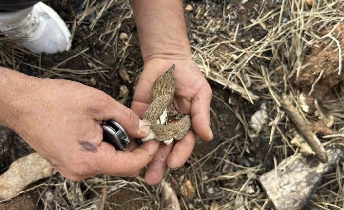 Yanan ormanlık alanda kuzugöbeği mantarı bolluğu: Köylülerin gelir kaynağı oldu