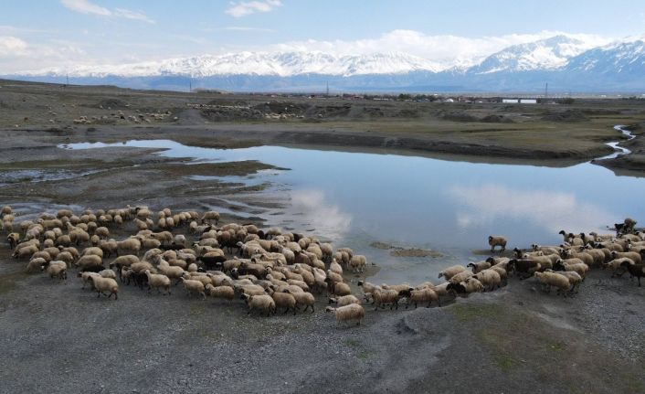 Erzincan’da sürüler meraya indi, üreticiler günlük 5-6 bin lira tasarruf sağlıyor