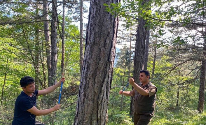 KBÜ’den küre dağları’nda kritik araştırma: İklim değişikliği ormanları nasıl etkiliyor