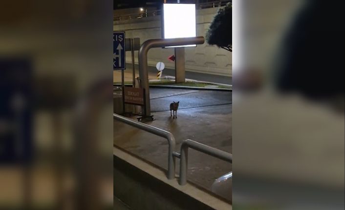Sokakta gece gezintisi yapan tilki kameraya yakalandı: Kamerayı fark edince bakakaldı