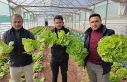 Büyükşehir Belediyesi seralarında kışlık sebze...