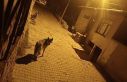 Beypazarı’nda aç kalan kurtlar şehre indi