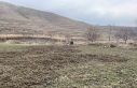 Elazığ’da domuzlar ekili 10 dönüm araziyi talan...