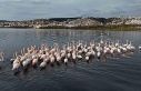 İzmit Körfezi’ne flamingo akını, sayıları...