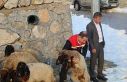 Vahşi hayvan saldırısında 35 koyun telef oldu,...