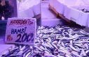 Hamsi tezgahlardaki tahtına yeniden oturdu