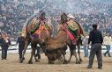 Balıkesir’de deve güreşlerinin önü açıldı