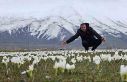 Bitlis’te baharın müjdecisi kardelenler açtı