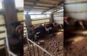 Çaycuma’da yeni doğan buzağılar kayıt altına...