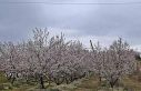 Erken çiçek açan ağaçlar don tehlikesiyle karşı...
