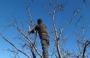 Erzincan çiftçisine ‘budama’ uyarısı
