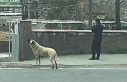 Ezanla birlikte uluyan köpek dikkat çekti