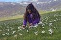 Muş Ovası çiğdemlerle renklendi