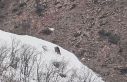 Pülümür Vadisi’nde oyun oynayan ayılar görüntülendi