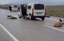 Şanlıurfa’da araç koyun sürüsüne çarptı:...