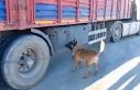 Şanlıurfa’da narkotik köpeği milyonluk uyuşturucu...