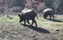 Yiyecek arayan yaban hayvanları fotokapanla görüntülendi