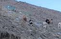 Yüksekova’da yerleşim yerine inen ayıları çoban...