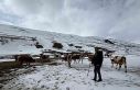 Ardahan’da kış mevsiminin uzaması hayvancılığı...