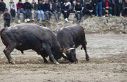 Artvin’de boğa güreşleri sezonu Sarıgöl’de...