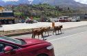 Batman’da yola çıkan büyükbaş hayvanlar sürücülere...