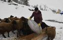 Bitlis’te kış mevsiminin uzaması küçükbaş...