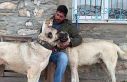 Kedi ile Kangal köpeklerinin dostluğu görenleri...