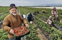 Mersin’de açıkta çilek hasadı başladı: İç...