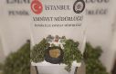 Pendik’te uyuşturucu operasyonu: 10 kilo marihuana...
